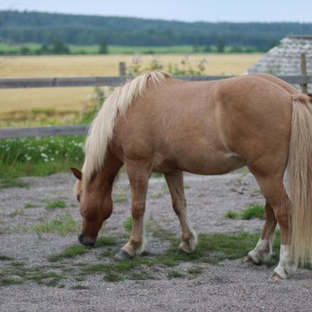 Se större bild