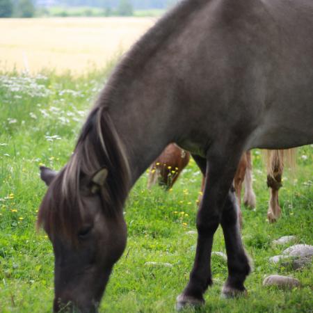 Se större bild